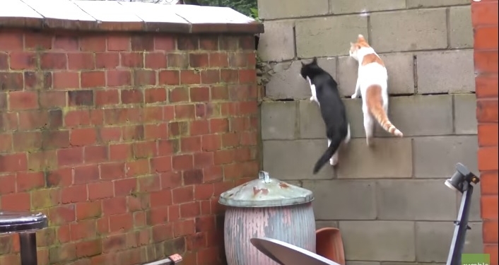Кошачья грация и парное синхронное прыгание – новый хит для любителей пушистых