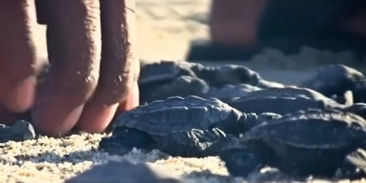 В Мексике на морской берег выпустили 8000 новорождённых черепах