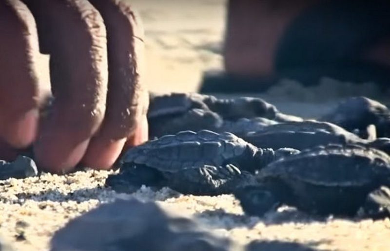 В Мексике на морской берег выпустили 8000 новорождённых черепах 3