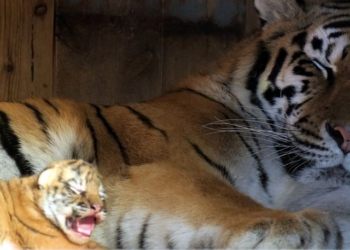 Тигриный бэби-бум в Николаевском зоопарке: одновременно пятеро тигрят тут еще не было!