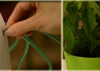 Украинец разработал устройство для индивидуального полива комнатных растений