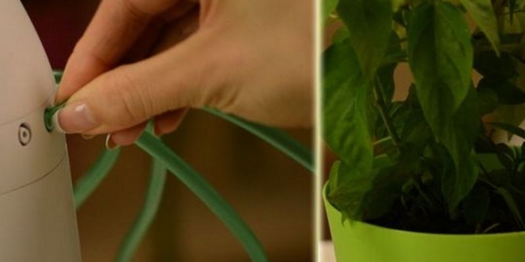 Украинец разработал устройство для индивидуального полива комнатных растений