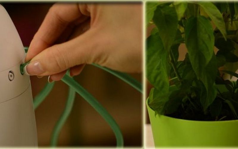 Украинец разработал устройство для индивидуального полива комнатных растений 1