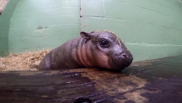 Редчайшее животное. В Британии родился карликовый бегемот