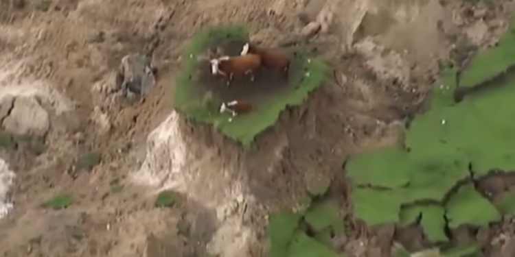 В Новой Зеландии коровы чудом спаслись от землетрясения на клочке земли