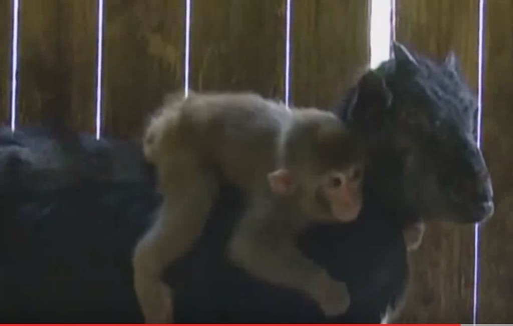 В Китае обезьянка приняла козу за родительницу. Их хотят разлучить, но китайцы против 1