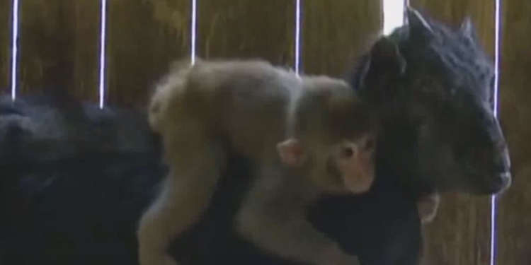 В Китае обезьянка приняла козу за родительницу. Их хотят разлучить, но китайцы против