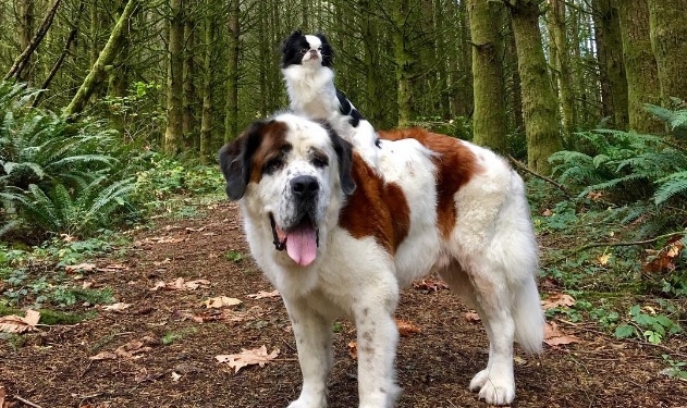 Кто на ком ездит. Это японский хин – на сенбернаре, и оба очень довольны