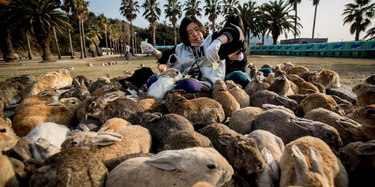 Островок в Японии оккупировали кролики, которые совсем не боятся людей