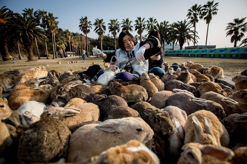 Островок в Японии оккупировали кролики, которые совсем не боятся людей 1