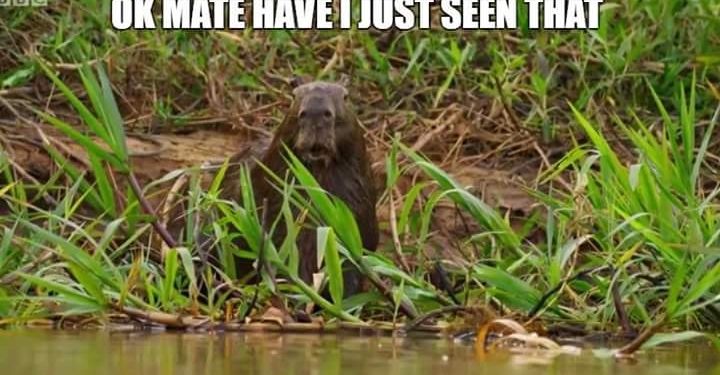 В зрительном зале. Капибара увидела охоту ягуара и застыла с открытым ртом