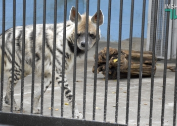 В Николаевском зоопарке открыли самый большой вольер для полосатых гиен