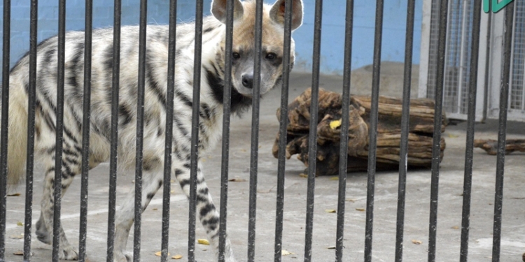 В Николаевском зоопарке открыли самый большой вольер для полосатых гиен