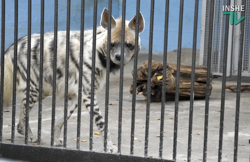В Николаевском зоопарке открыли самый большой вольер для полосатых гиен 12