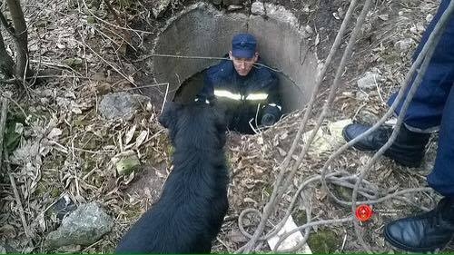 В Ровенской области собака просидела двое суток в двухметровом колодце