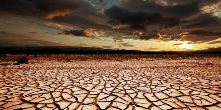 Растения замедляют глобальное потепление, – учёные