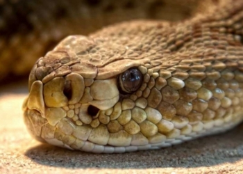 Американца укусила отрубленная им же голова гремучей змеи – мужчина в критическом состоянии