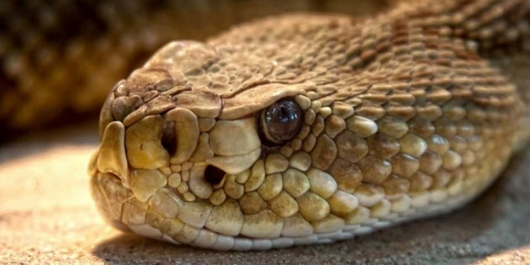 Американца укусила отрубленная им же голова гремучей змеи – мужчина в критическом состоянии