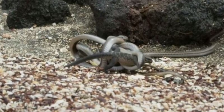 Детёныш морской игуаны борется за жизнь, спасаясь от десятка змей