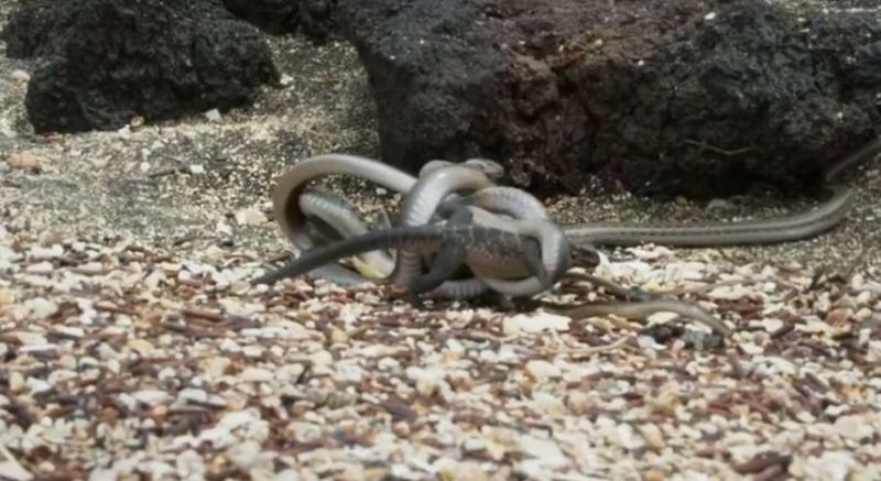 Детёныш морской игуаны борется за жизнь, спасаясь от десятка змей 1