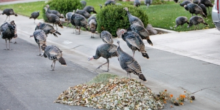 Дикие индюки терроризируют американский городок
