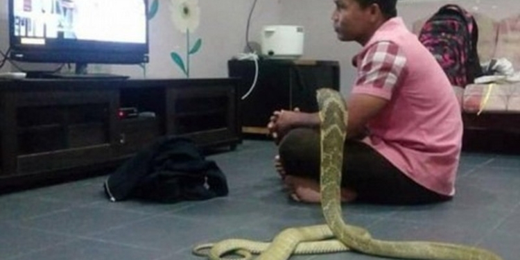 Житель Таиланда женился на трехметровой кобре