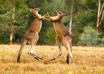 Этих боксеров нелегко нокаутировать – у них есть еще одна точка опоры: как дерутся кенгуру