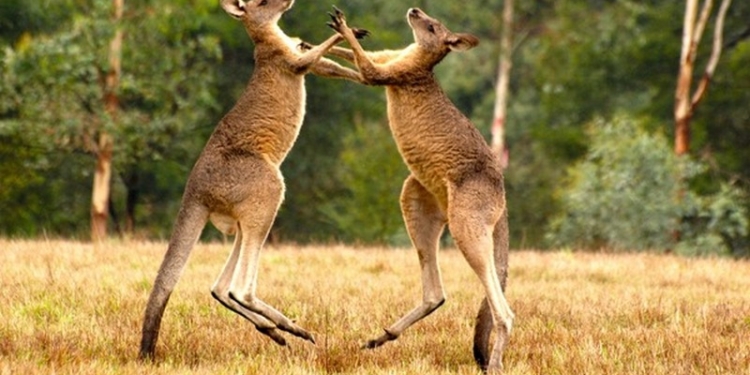 Этих боксеров нелегко нокаутировать – у них есть еще одна точка опоры: как дерутся кенгуру