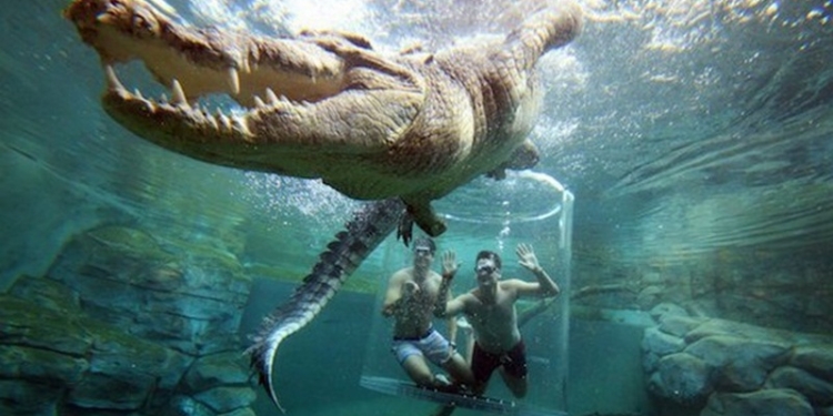 В Австралии предлагают поплавать с гигантским крокодилом за деньги