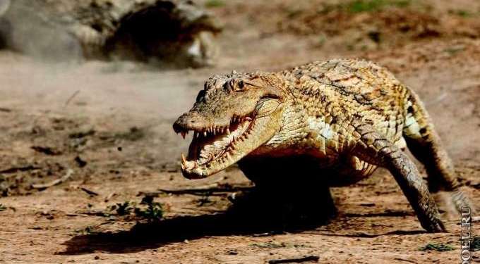 “Лошади – вчерашний день, мир принадлежит крокодилам”. В Австралии прошел необычный забег