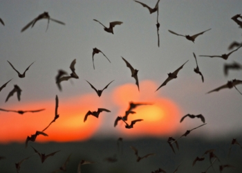 Рекорд скорости полета в животном мире побит