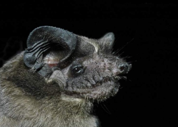 Рекорд скорости полета в животном мире побит