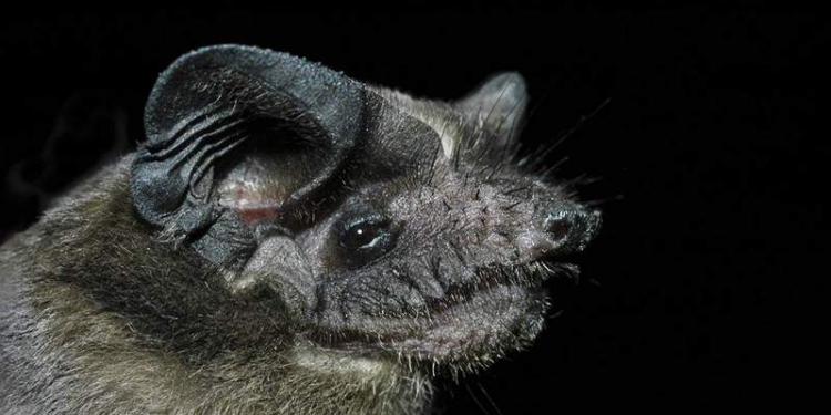 Рекорд скорости полета в животном мире побит