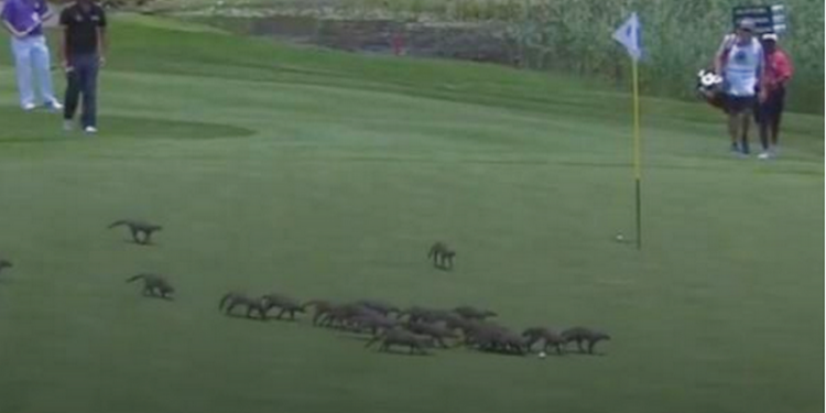 Стая мангустов сорвала турнир по гольфу