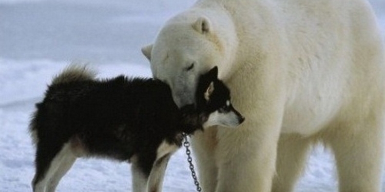 В природе возможно все: дружба белого медведя и собаки