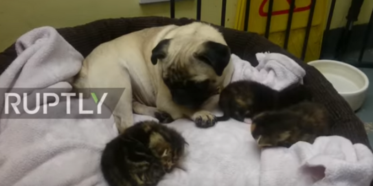 Чужих детей не бывает: мопс заменила котятам маму