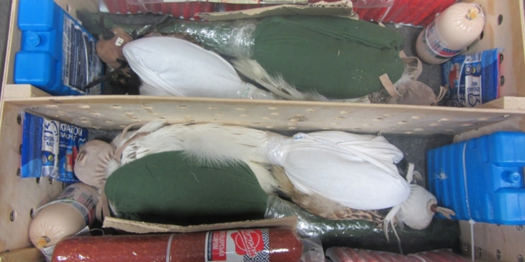 Украинец пытался вывезти в Ливан 4 соколов. Говорит, в аэропорту попросили