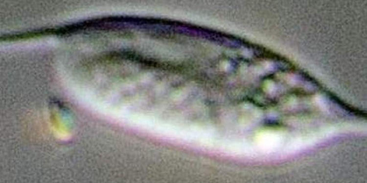 Ученые впервые поймали живую диплонемиду