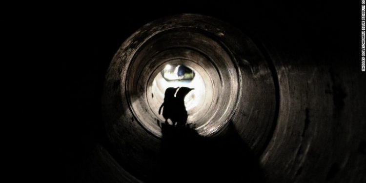 В Новой Зеландии для пингвинов построили персональный подземный переход