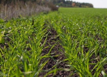 На Николаевщине озимая пшеница взошла на 70% посевов