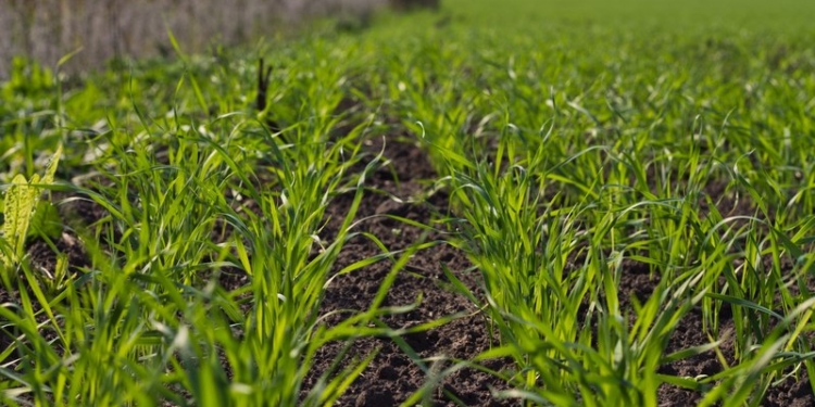 На Николаевщине озимая пшеница взошла на 70% посевов