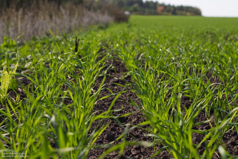 Первомайская ЦРБ решила вместе с фермерским хозяйством выращивать сельхозкультуры на 220 га, не имея на это соответствующих средств в бюджете 1