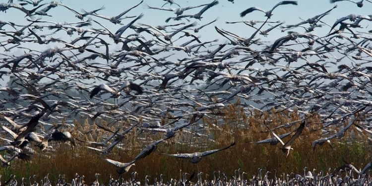От глобального потепления Землю спасает птичий помет – исследование