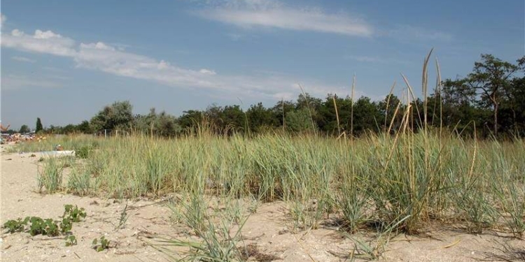 Прокуратура отсудила в пользу государства гектар земли на николаевском курорте