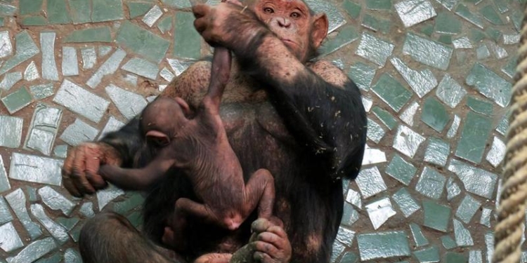 Первая фотосессия трехмесячного Шермана, родившегося в Николаевском зоопарке детеныша шимпанзе