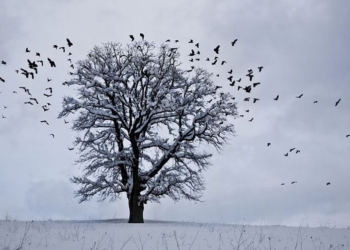 Завтра и послезавтра большую часть Украины накроет снегом, а в Николаевской области осадков не ожидают