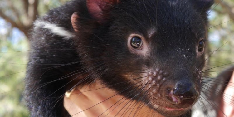 Как подоить дьявола: целебное молоко сумчатых животных