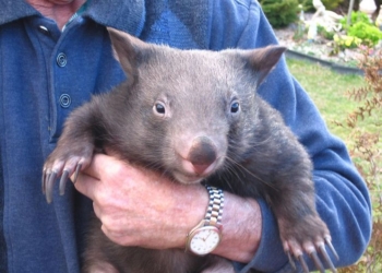 Малыш-вомбат подружился с человеком, который спас его от смерти