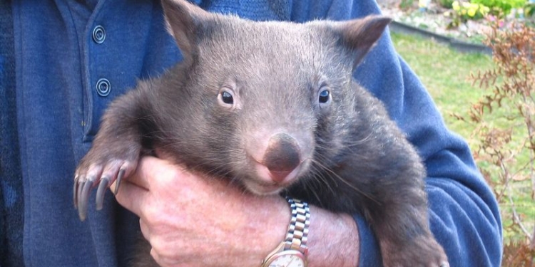 Малыш-вомбат подружился с человеком, который спас его от смерти