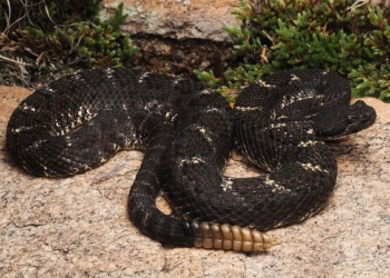 А вы говорите – Трамп. Даже гремучих змей можно дрессировать. Вот пример